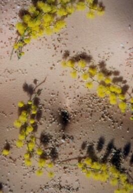 Morphologhy-7