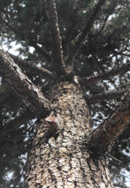 Rowse-Montero-Andrea-3