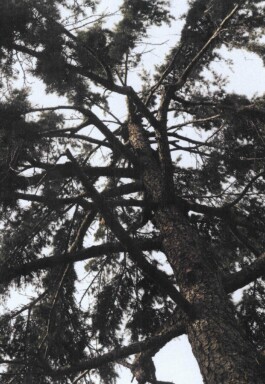 Rowse-Montero-Andrea-4