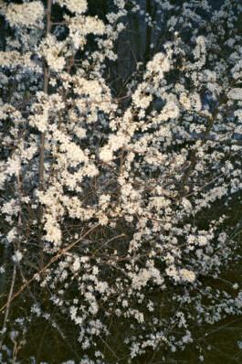 Diary-Photos-Andrea-Montero