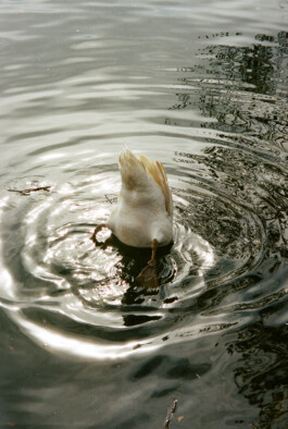 Diary-Photos-Andrea-Montero