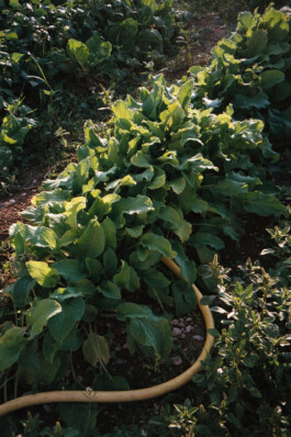 Diary-Photos-Andrea-Montero