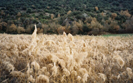 Diary-Photos-Andrea-Montero