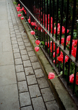 Diary-Photos-Andrea-Montero