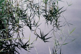 Diary-Montero-Andrea-Galicia-4