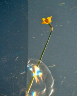 VV-Morphology-Project-Thumbnails 