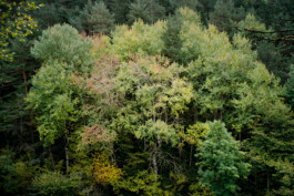 Montero-Andrea-Diary