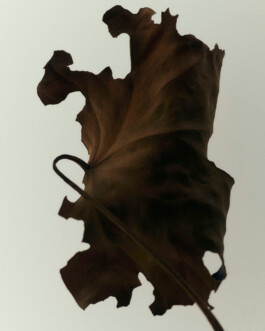 October-Capsule-Roots-GigiStudios-Thumbnail 